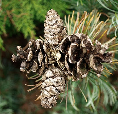 Pinus parviflora Pinus_parviflora