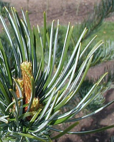 Pinus parviflora Pinus_parviflora2