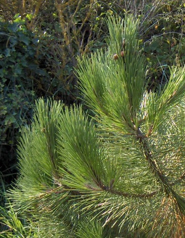 Pinus pinaster Pinus_pinaster2