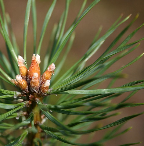 Pinus sylvestris Pinus_sylvestris3