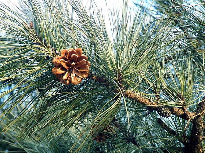 Pinus tabuliformis Pinus_tabuliformis