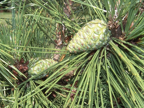 Pinus thunbergii  Pinus_thunbergii