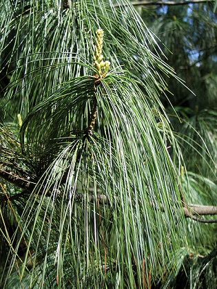 Pinus wallichiana Pinus_wallichiana