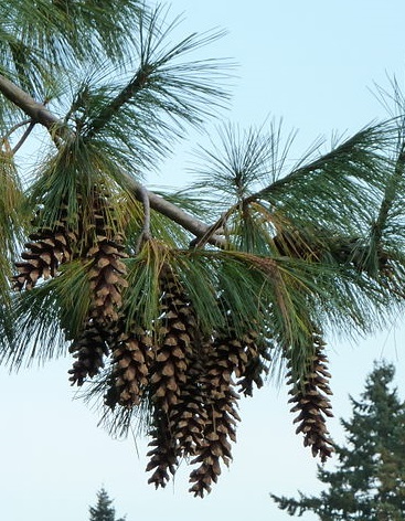 Pinus wallichiana Pinus_wallichiana2