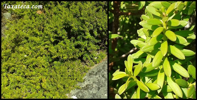 Podocarpus lawrencei Podocarpus_lawrencei