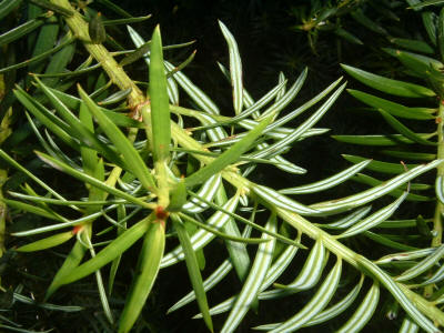 Podocarpus nubigenus Podocarpus_nubigenus