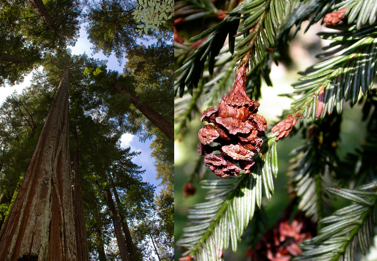 Sequoia sempervirens Sequoia_sempervirens