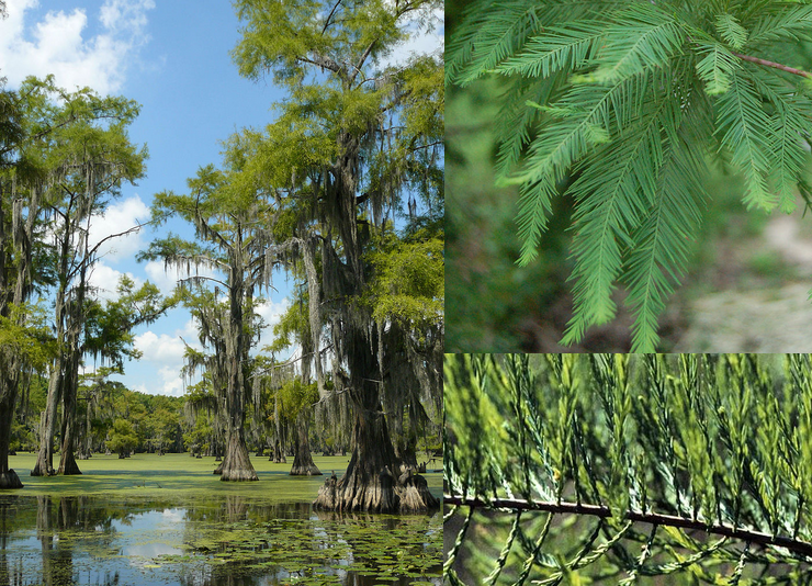 Taxodium distichum Taxodium_distichum