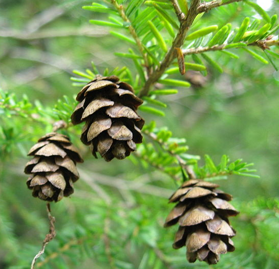 Tsuga canadensis Tsuga_canadensis