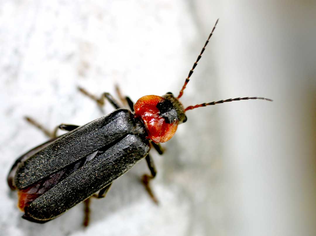 Cantharis fusca Cantharis_fusca2