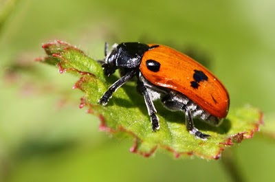 Clytra quadripunctata Clytra_quadripunctata