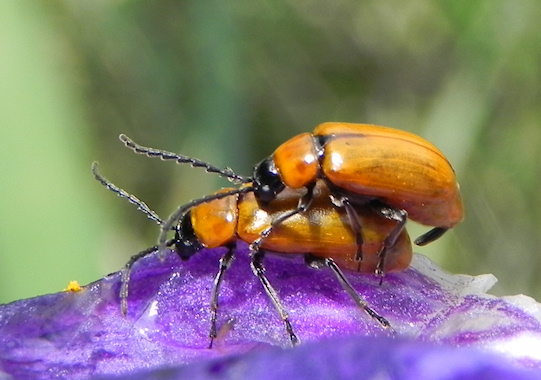 Exosoma lusitanicum Exosoma_lusitanica