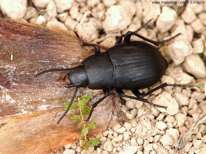 Hegeter grancanariensis Hegeter_grancanariensis