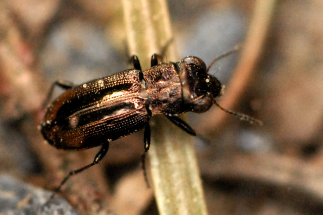 Notiophilus biguttatus Notiophilus_biguttatus