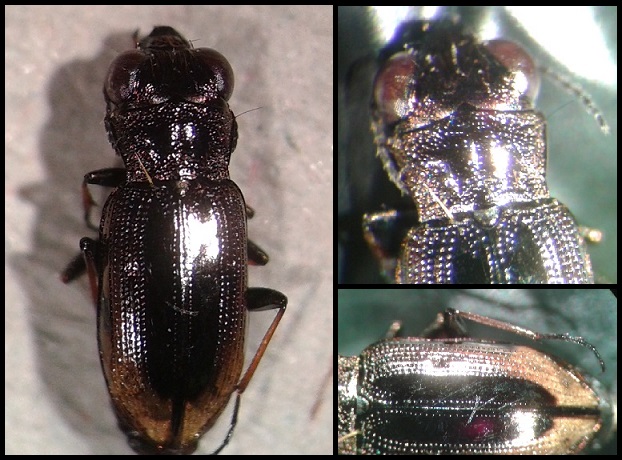 Notiophilus biguttatus Notiophilus_biguttatus2