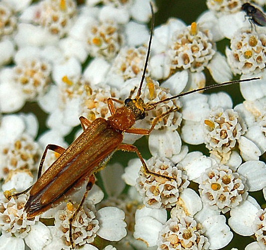 Oedemera podagrariae Oedemera_podagrariae2