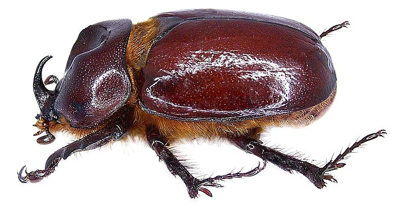 Phyllognathus excavatus Phyllognathus_excavatus