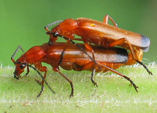 Rhagonycha fulva Ragonycha_fulva