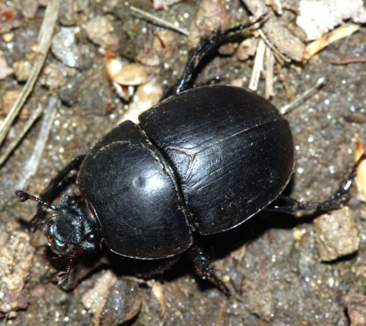 Sericotrupes niger Sericotrupes_niger