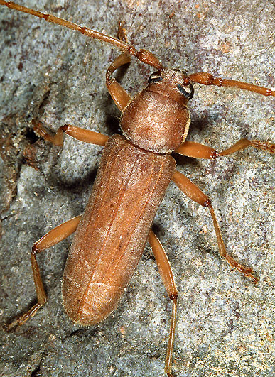 Stromatium unicolor Stromatium_unicolor