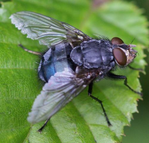 Calliphora vicina Calliphora_vicina2