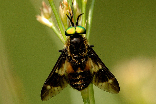 Chrysops relictus Chrysops_relictus