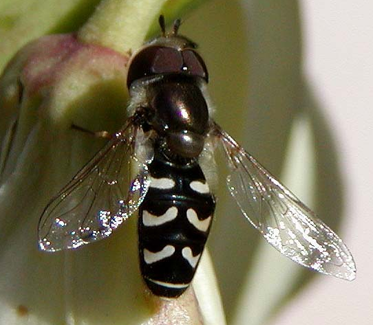 Scaeva albomaculata Scaeva_albomaculata