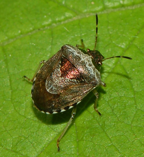 Eysarcoris venustissimus Eysarcoris_venutissimus