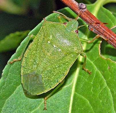 Nezara viridula Nezara_viridula