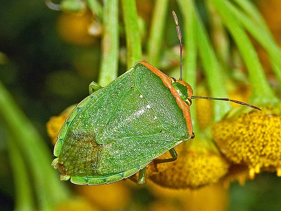 Nezara viridula Nezara_viridula2