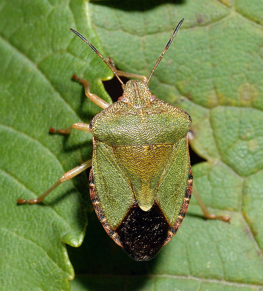 Palomena prasina Palomena_prasina