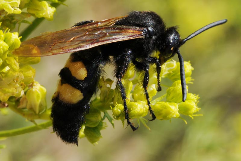 Megascolia maculata Megascolia_maculata2