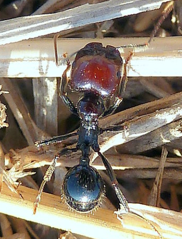 Messor barbarus Messor_barbarus