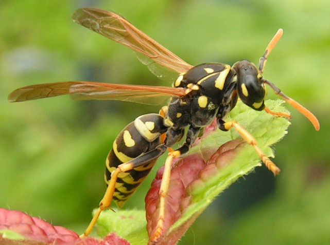 Polistes gallicus Polistes_gallicus