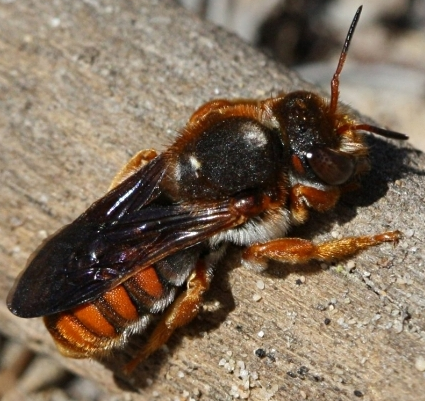 Rhodanthidium sticticum Rhodanthidium_sticticum