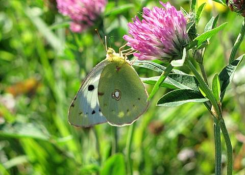 Colias crocea Colias_crocea2