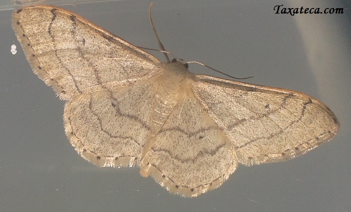 Idaea aversata Idaea_aversata