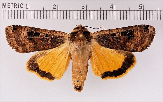 Noctua pronuba  Noctua_pronuba2