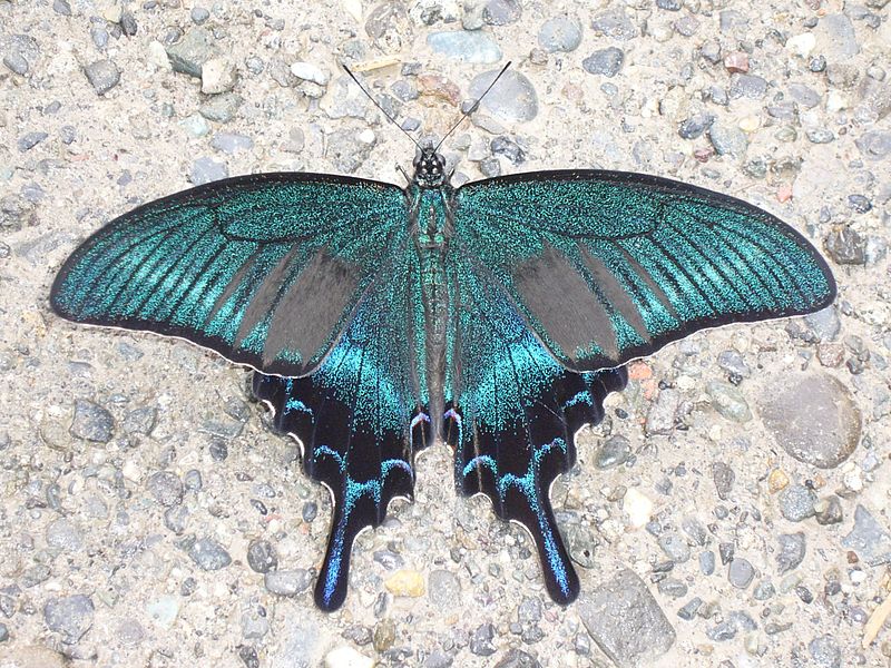 Papilio maackii Papilio_maackii