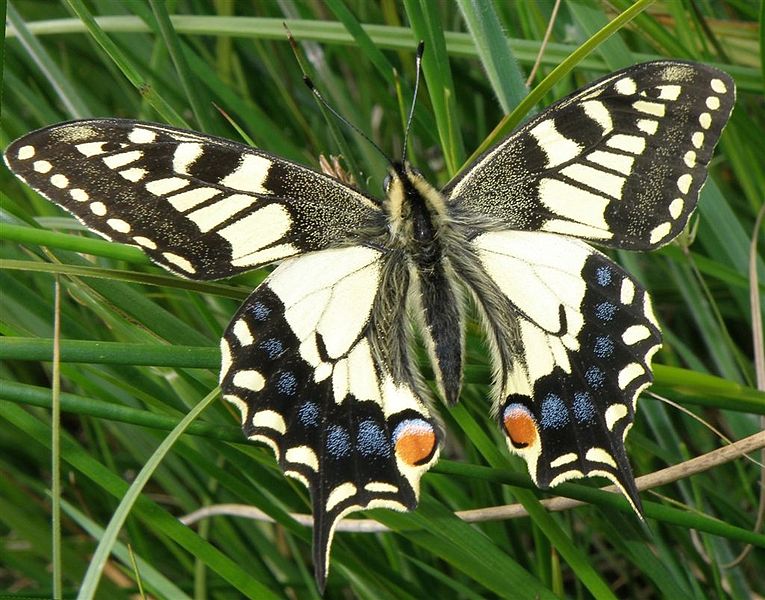 Papilio machaon Papilio_machaon