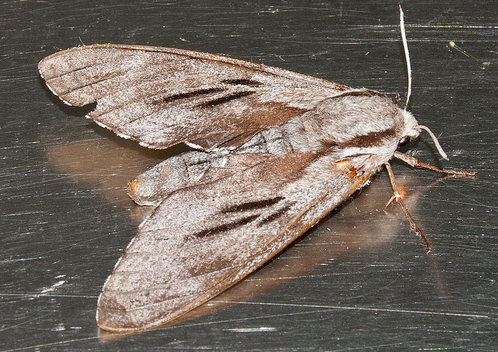 Sphinx maurorum Sphinx_maurorum