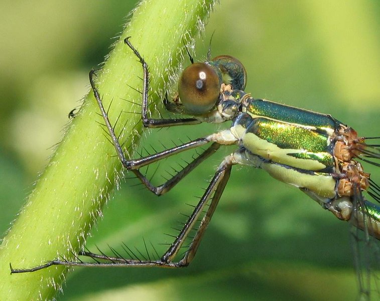 Chalcolestes viridis Chalcolestes_viridis