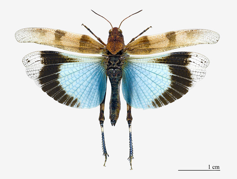 Oedipoda caerulescens  Oedipoda_caerulescens2