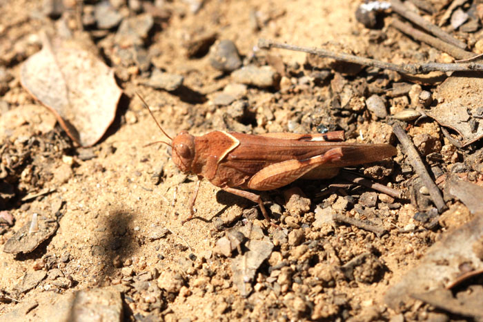 Oedipoda fuscocinta Oedipoda_fuscocinta