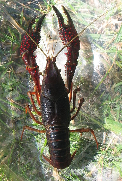 Procambarus clarkii Procambarus_clarckii