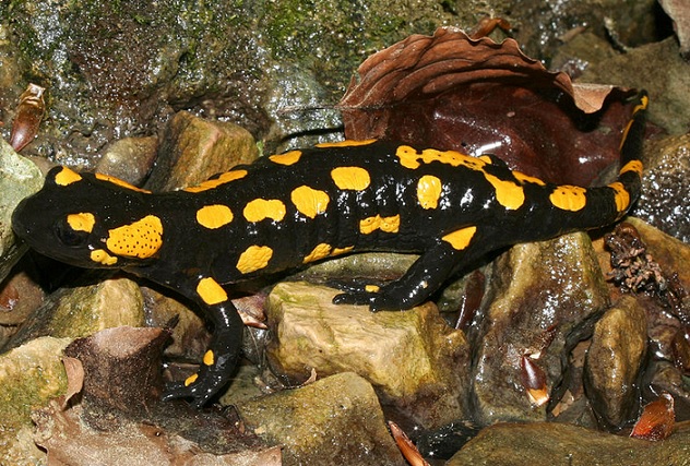 Salamandra salamandra Salamandra_salamandra