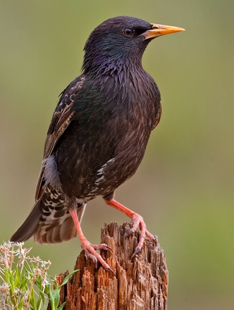 Sturnus vulgaris Sturnus_vulgaris