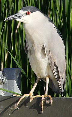 Nycticorax nycticorax Nycticorax_nycticorax