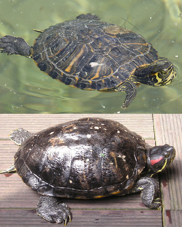 Trachemys scripta Trachemys_scripta