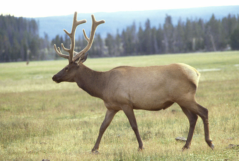 Cervus elaphus  Cervus_elaphus